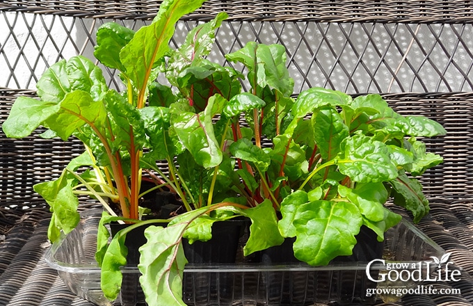 chard seedlings hardening off in the greenhouse