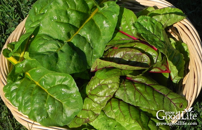 colorful chard harvest in a basket