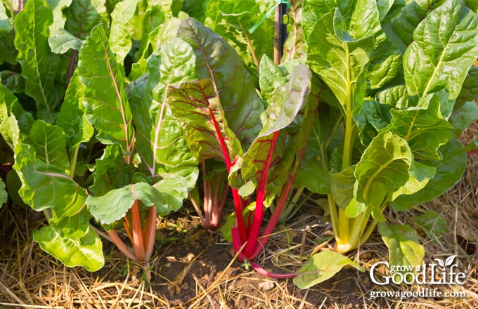mulched swiss chard plants in the garden