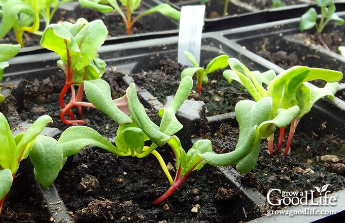 swiss chard seedlings under grow lights