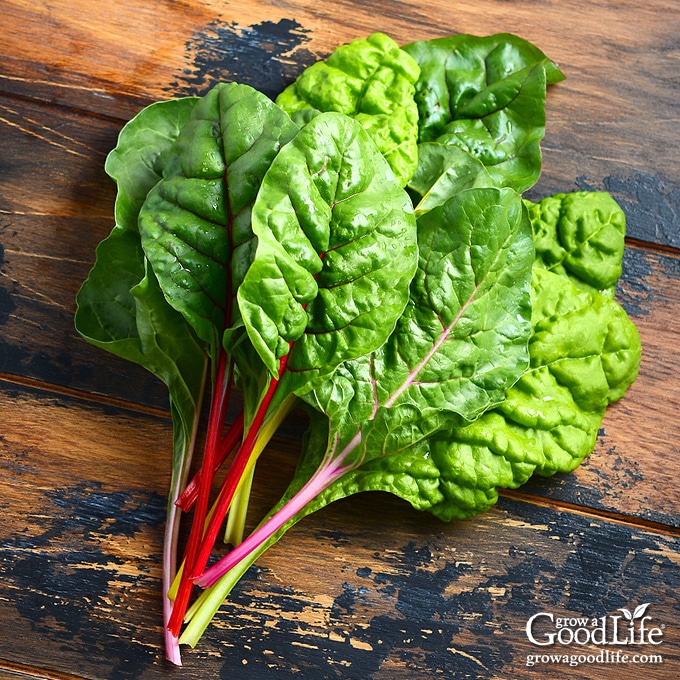 rainbow swiss chard leaves on a table