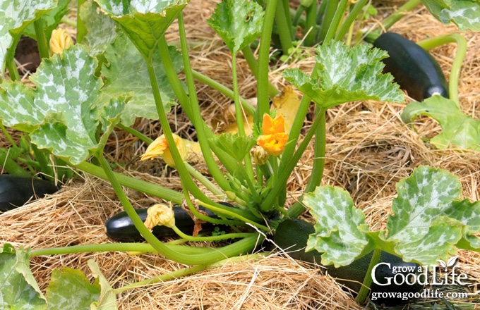 zucchini plants mulched with straw