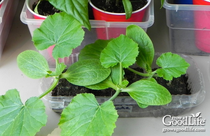 zucchini seedlings hardening off before planting