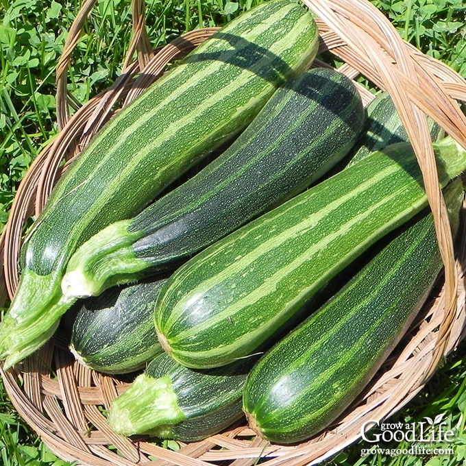 green striped zucchini in a harvest basket