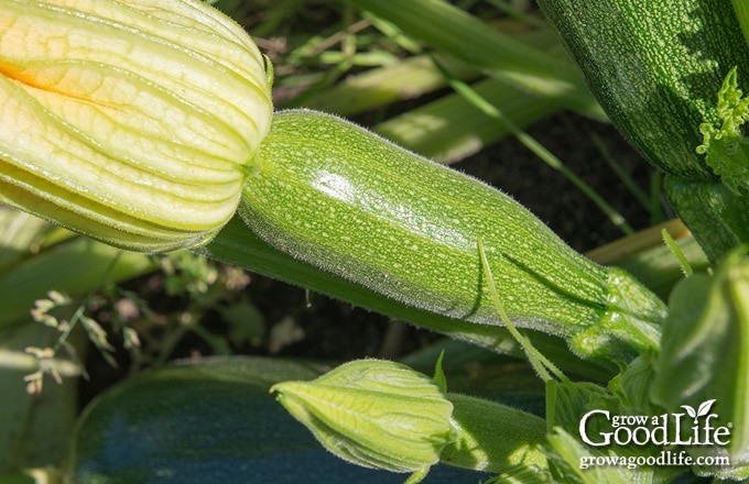 young zucchini growing on the plant