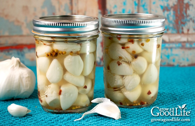 jars of home canned pickled garlic