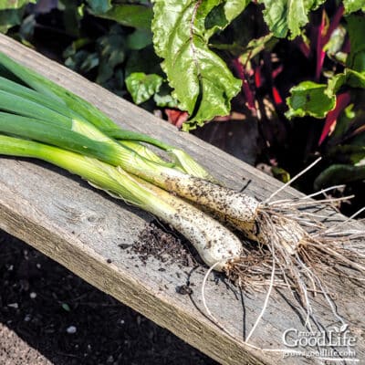 three freshly harvested green onions on a board
