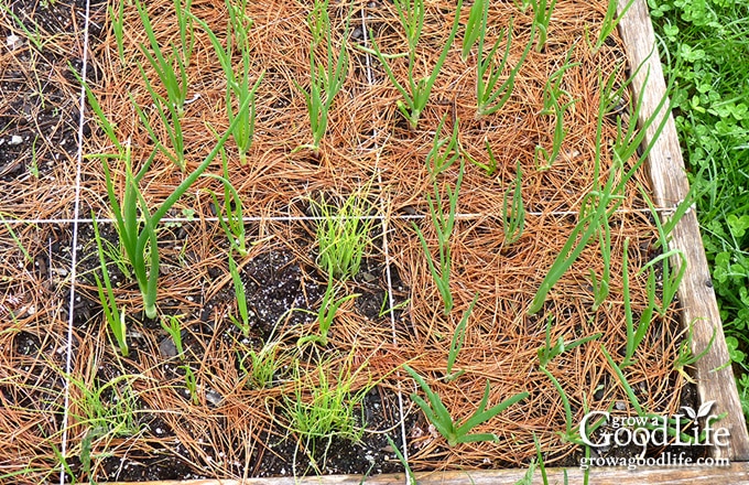 bunching onions mulched with pine straw