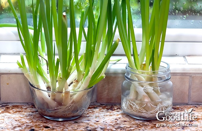 green onions in jars of water