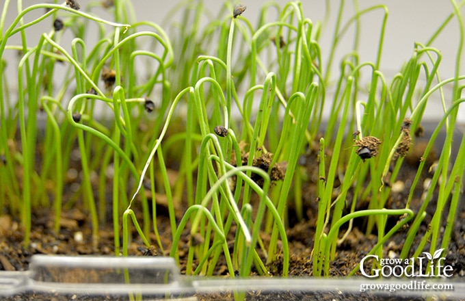 onion seedlings under lights