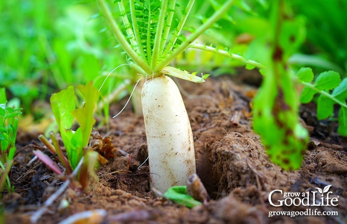 white daikon radish in the garden