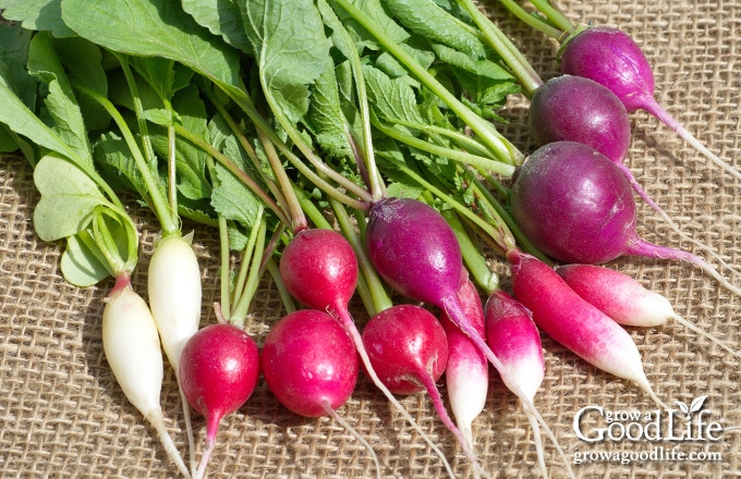 a mix of colorful radishes on a table