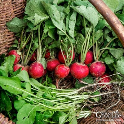 radish and radish greens in a basket