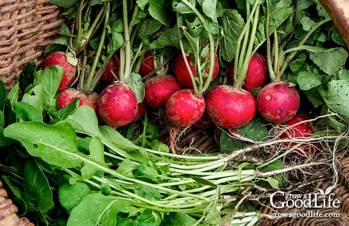 red radishes and greens in a basket