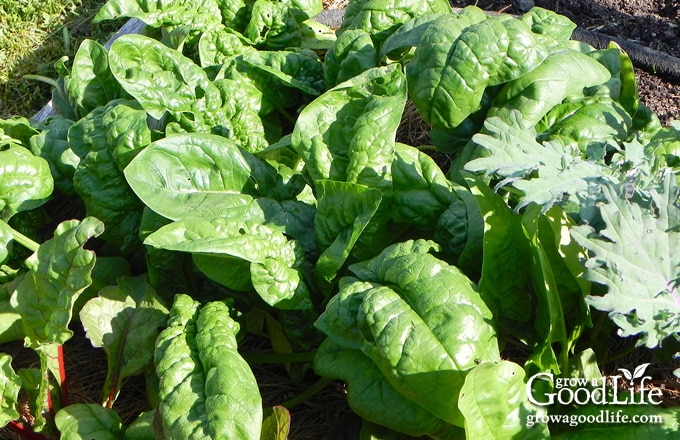 spinach growing in the garden with kale and chard