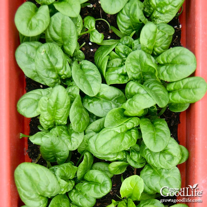 spinach growing in a large window box container
