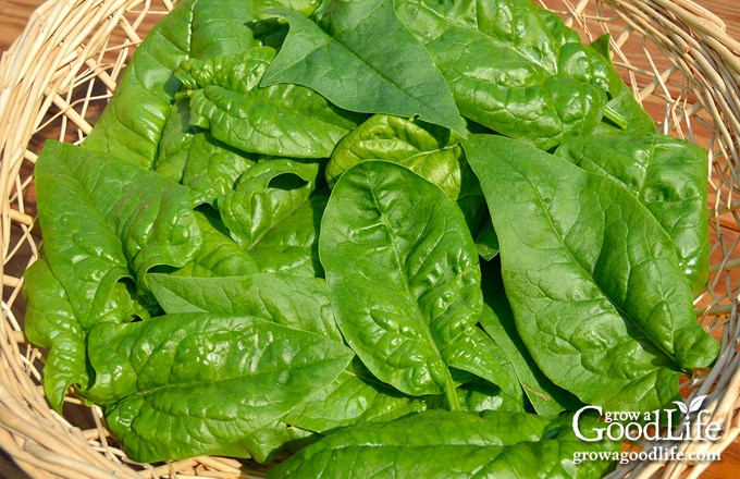 freshly harvested spinach in a basket