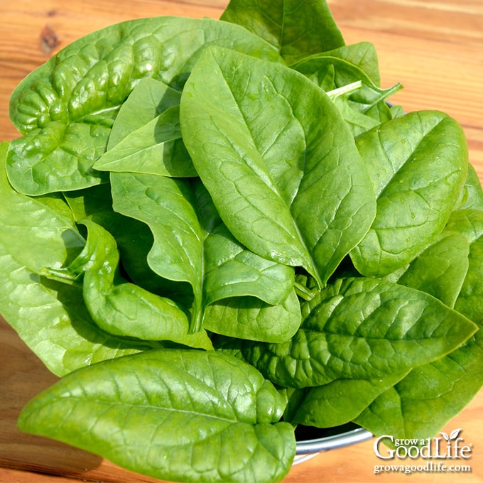 freshly harvested spinach in a basket