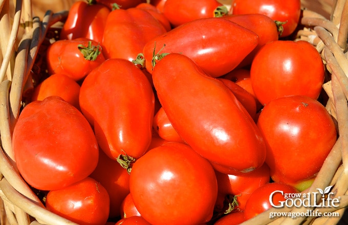 Harvest basket filled with ripe paste tomatoes ready to be made into spaghetti sauce.