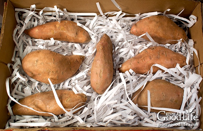 Sweet potatoes packaged up in shredded paper for winter food storage.