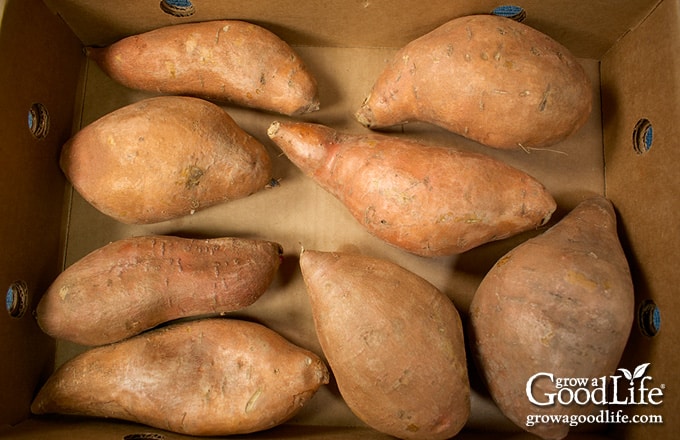 Sweet potatoes curing in a cardboard box.