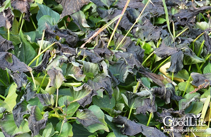 Sweet potato vines damaged by a light frost.