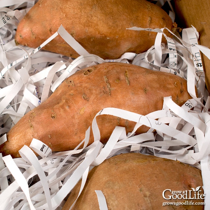 Sweet potatoes nestled in shredded paper for long-term food storage.
