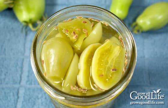 Pickled Green Tomatoes Canning Recipe