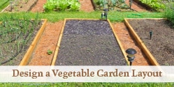 raised bed vegetable garden with mulched paths