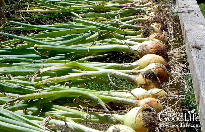 onions laid out to cure