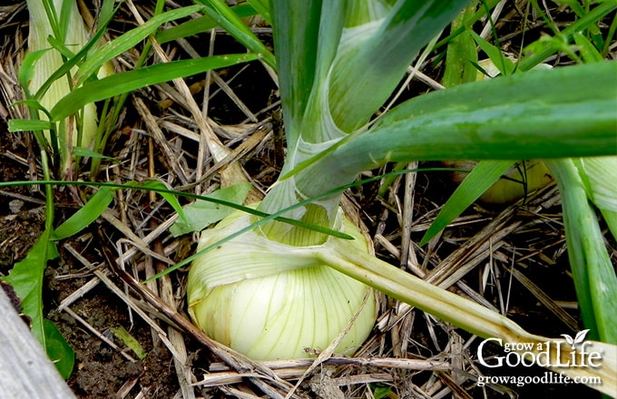 close up of a large onion bulb showing layers of green leaves