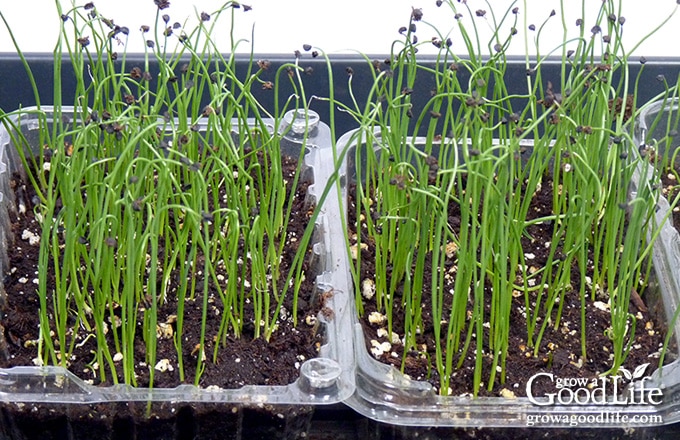 onion seeds growing indoors under lights