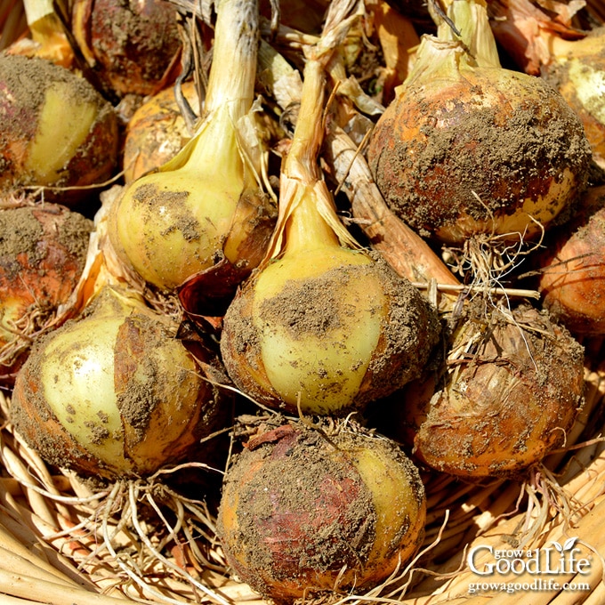 freshly harvested yellow onions in a basket