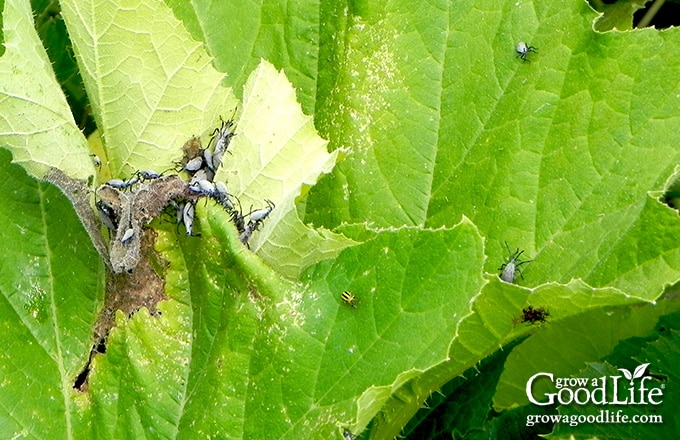 Close up image of squash bugs.
