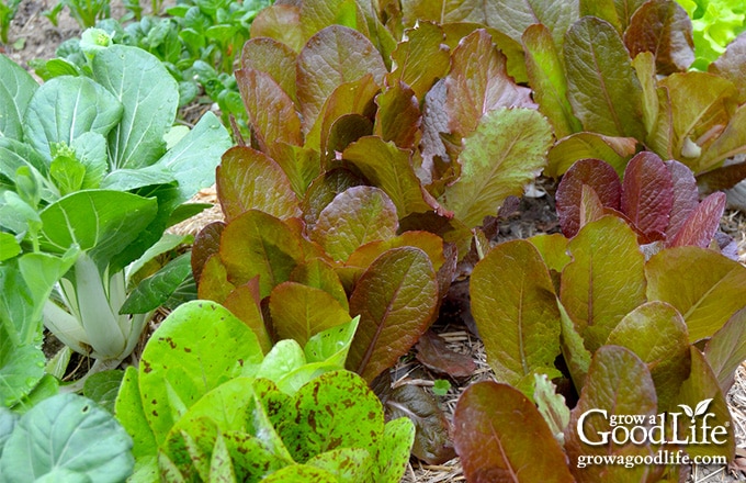 Leafy salad greens growing in partial shade.