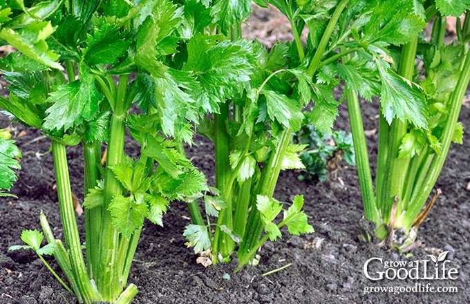mature celery ready to harvest