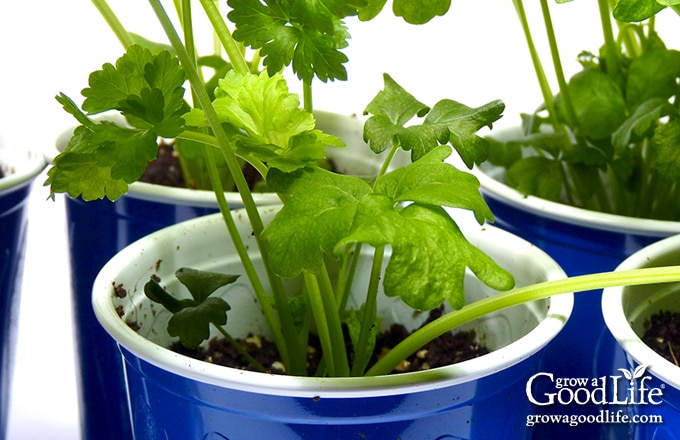 celery seedlings potted up into larger containers.
