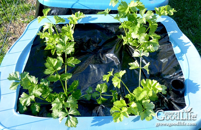 celery planted in a self-watering container