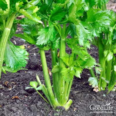 fresh celery in the garden ready for harvesting