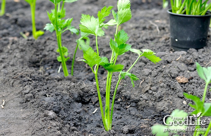 transplanting celery seedlings to the garden
