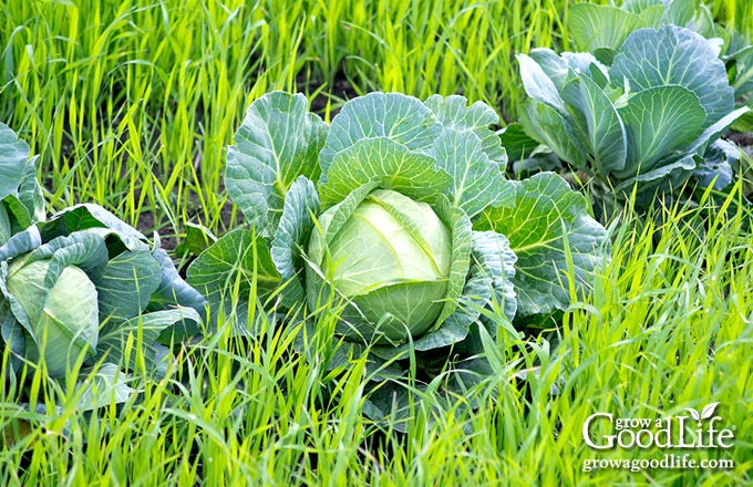 Fall cabbage plants companion planted with oat grass to help suppress weeds.