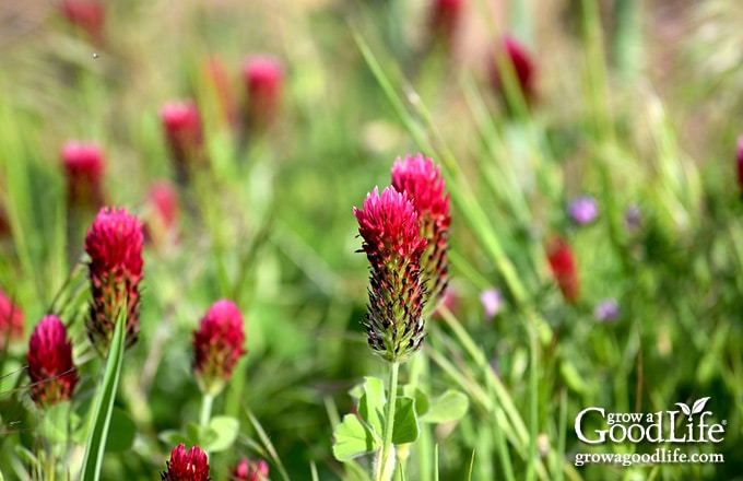 Crimson clover cover crop with red blossoms.