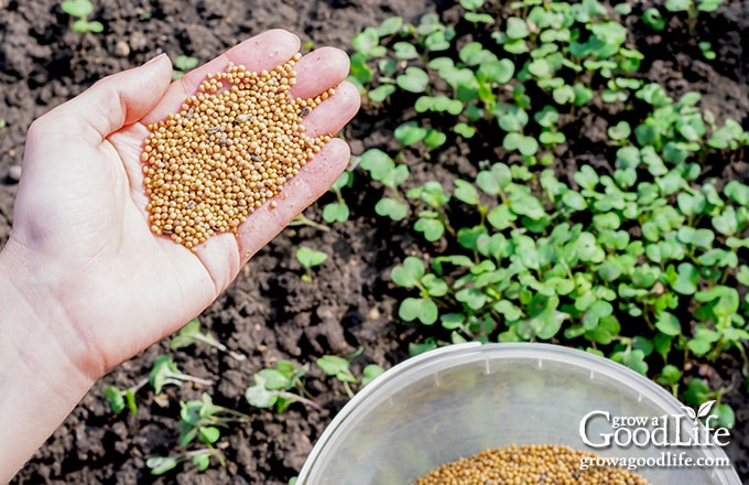 A handful of radish seeds ready to plant as a cover crop.