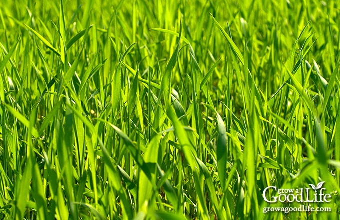 Close up image of ryegrass cover crop in the garden.