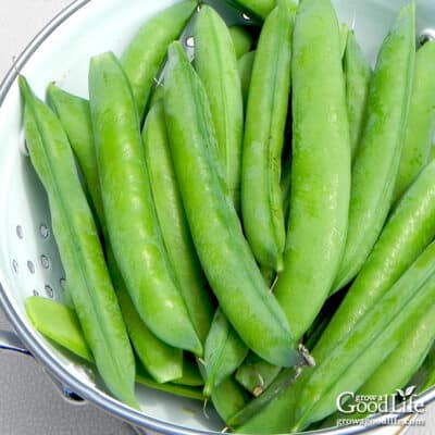 Freshly harvested pea pods in a white colander.