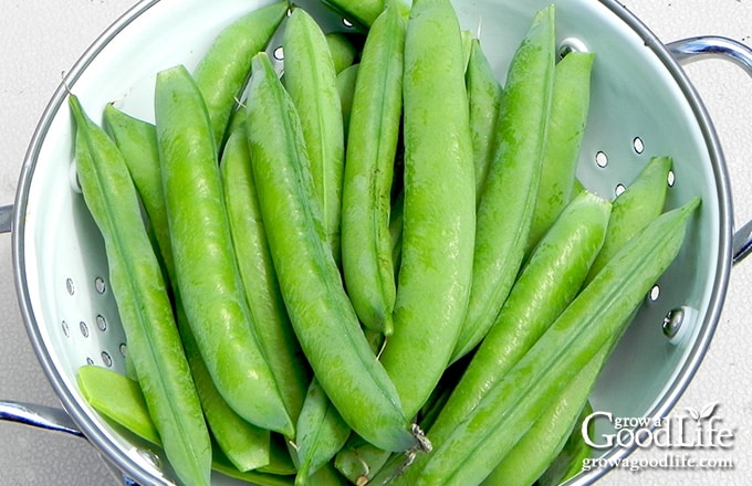 Small harvest of garden peas on a table.