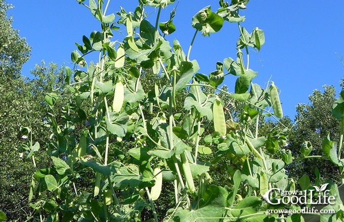 Tall pea vines that have outgrown their trellis support.