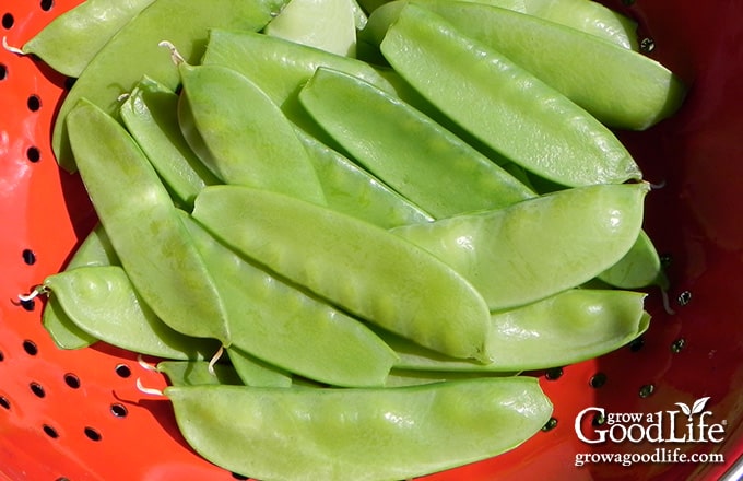 Freshly harvested snow peas in a red colander.