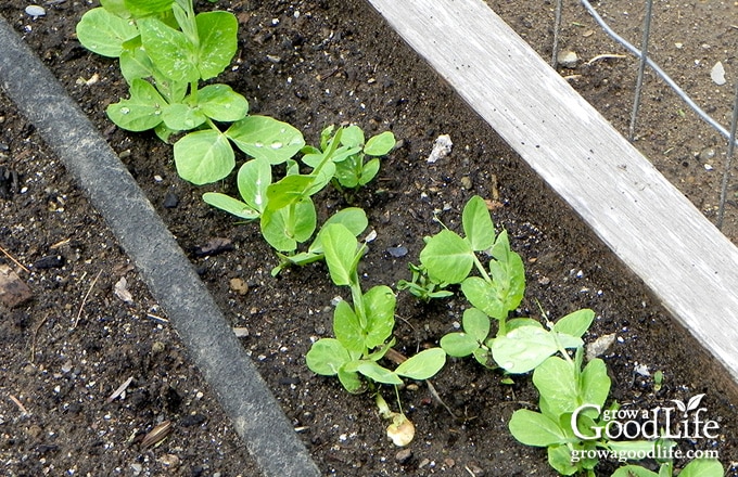 Pea plants sprouting along side a soaker hose in the garden.