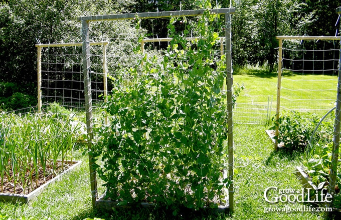 Tall nylon trellis support for growing pea vines vertically.